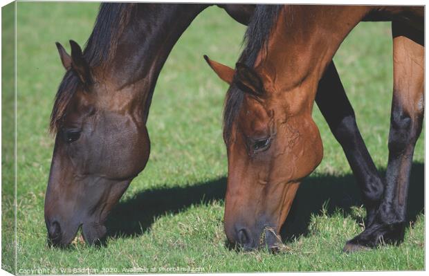 A close up of brown horses grazing in a field Canvas Print by Will Badman