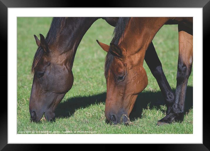 A close up of brown horses grazing in a field Framed Mounted Print by Will Badman