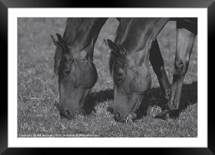 A close up of horses in a field Framed Mounted Print by Will Badman