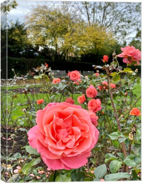Autumn roses in the Park Canvas Print by Ailsa Darragh