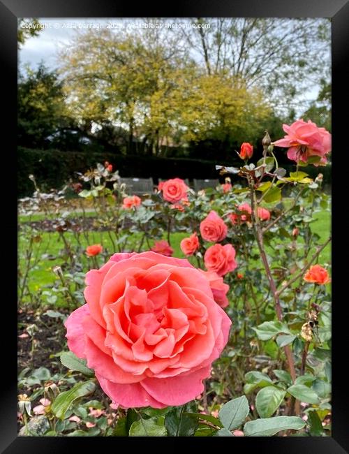 Autumn roses in the Park Framed Print by Ailsa Darragh