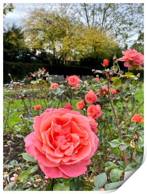 Autumn roses in the Park Print by Ailsa Darragh