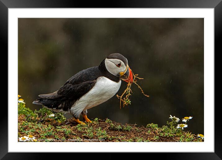 Puffin collecting nesting material Framed Mounted Print by Jenny Hibbert