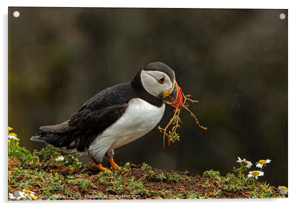 Puffin collecting nesting material Acrylic by Jenny Hibbert
