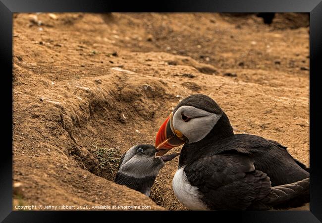 Puffling with parent by burrow Skomer Island Framed Print by Jenny Hibbert