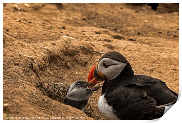Puffling with parent by burrow Skomer Island Print by Jenny Hibbert