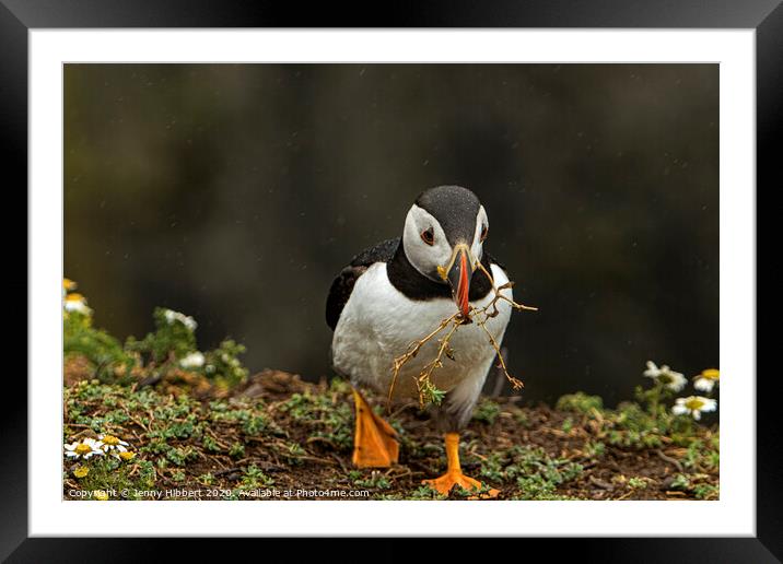 Puffin walking towards burrow with nesting material on Skomer Island Framed Mounted Print by Jenny Hibbert
