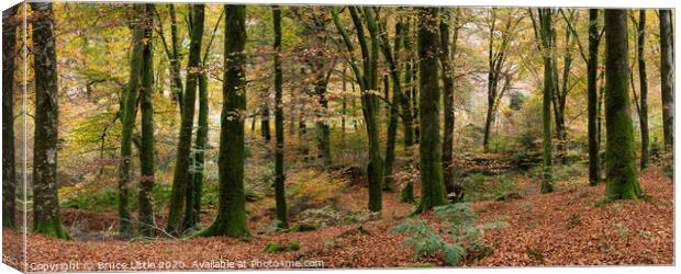 Enchanting Dartmoor Fall Foliage Canvas Print by Bruce Little