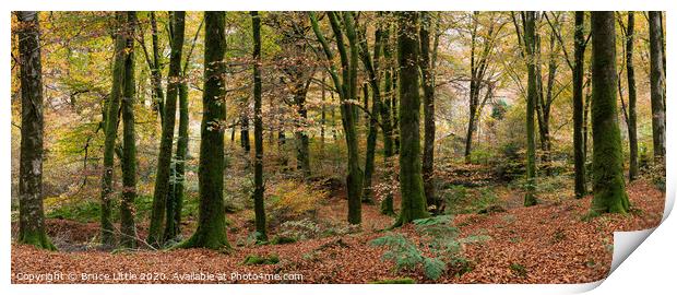Enchanting Dartmoor Fall Foliage Print by Bruce Little