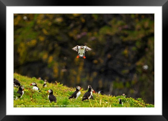 Puffin returning to the colony on Skomer Island Framed Mounted Print by Jenny Hibbert