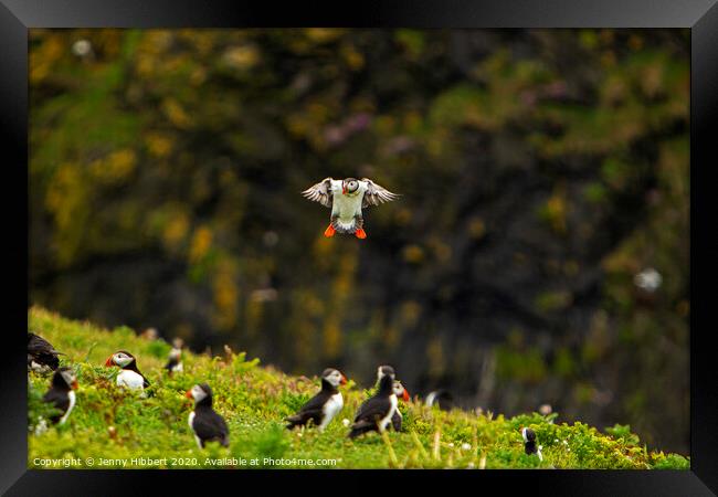 Puffin returning to the colony on Skomer Island Framed Print by Jenny Hibbert