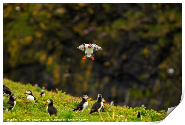 Puffin returning to the colony on Skomer Island Print by Jenny Hibbert