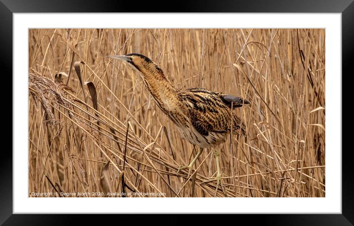 Bittern in the reeds Framed Mounted Print by Degree North