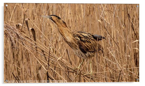 Bittern in the reeds Acrylic by Degree North