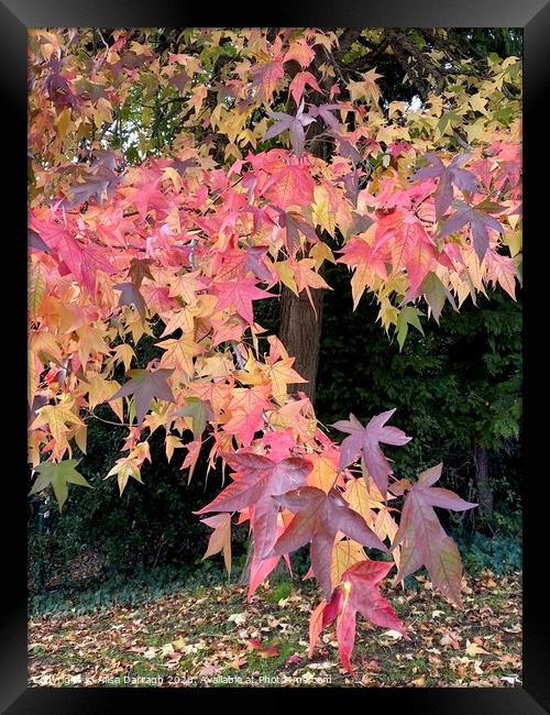 Autumnal Leaves Framed Print by Ailsa Darragh