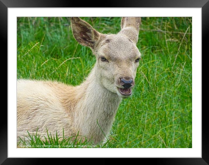 Resting on the Grass Framed Mounted Print by Jane Metters