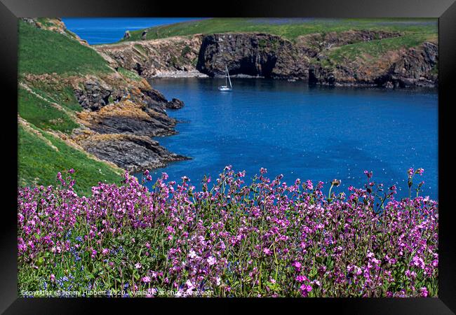 Skomer Island Pembrokeshire with the Pink Campion is flowering Framed Print by Jenny Hibbert
