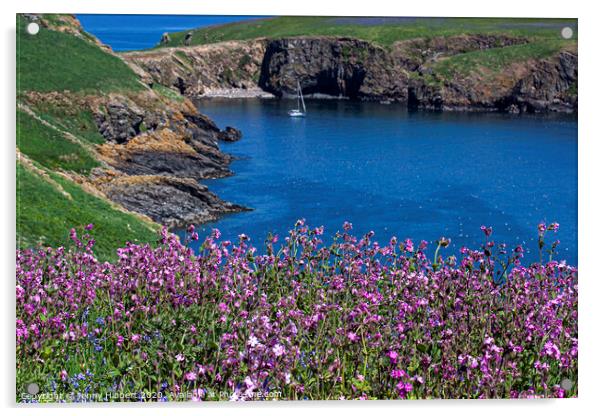 Skomer Island Pembrokeshire with the Pink Campion is flowering Acrylic by Jenny Hibbert