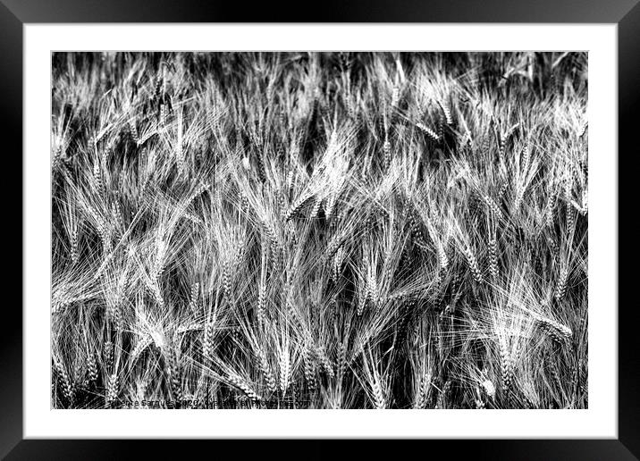 Cereal spikes. BW Framed Mounted Print by Vicente Sargues