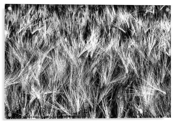 Cereal spikes. BW Acrylic by Vicente Sargues