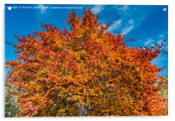 Autumn Beech Acrylic by Richard Laidler
