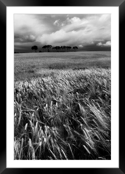 Cereal field and trees. Vertical. BW Framed Mounted Print by Vicente Sargues