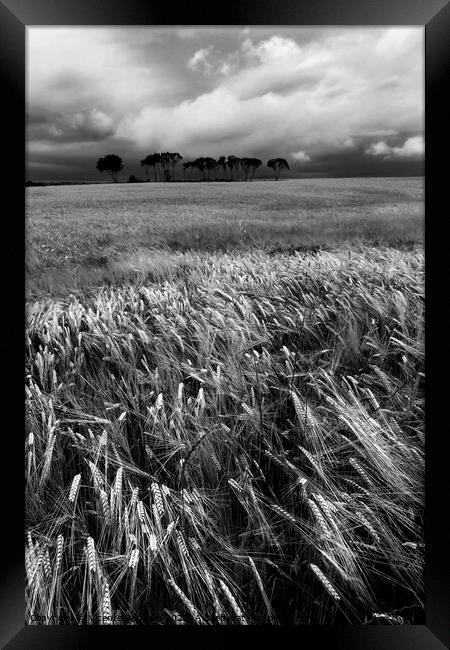Cereal field and trees. Vertical. BW Framed Print by Vicente Sargues