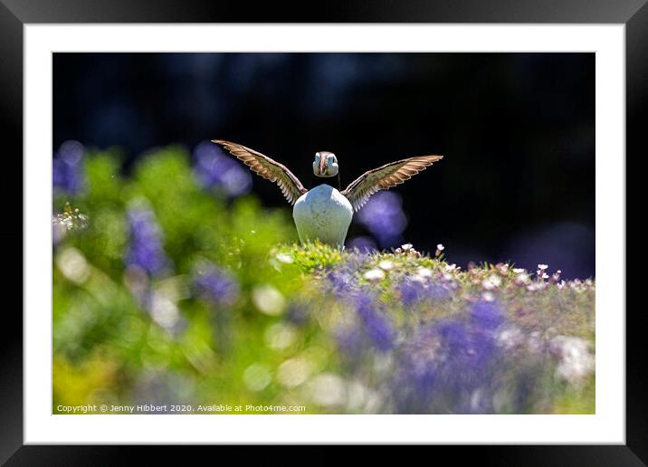 Puffin spreading out its wings in the Bluebells Skomer Island Framed Mounted Print by Jenny Hibbert