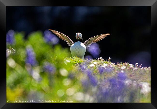 Puffin spreading out its wings in the Bluebells Skomer Island Framed Print by Jenny Hibbert