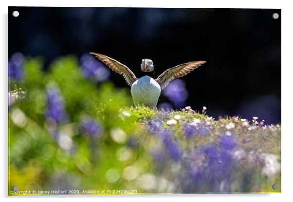 Puffin spreading out its wings in the Bluebells Skomer Island Acrylic by Jenny Hibbert