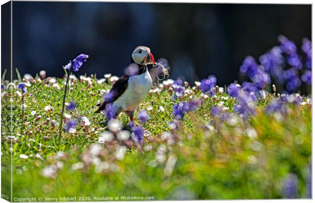 Puffin collecting nesting material amongst the bluebells Skomer Island Canvas Print by Jenny Hibbert