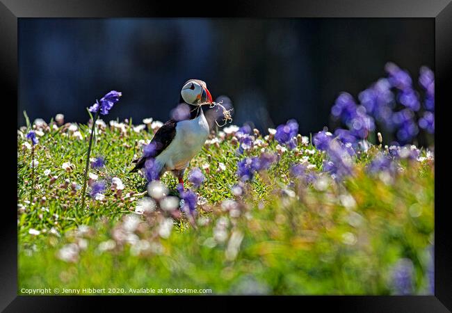 Puffin collecting nesting material amongst the bluebells Skomer Island Framed Print by Jenny Hibbert