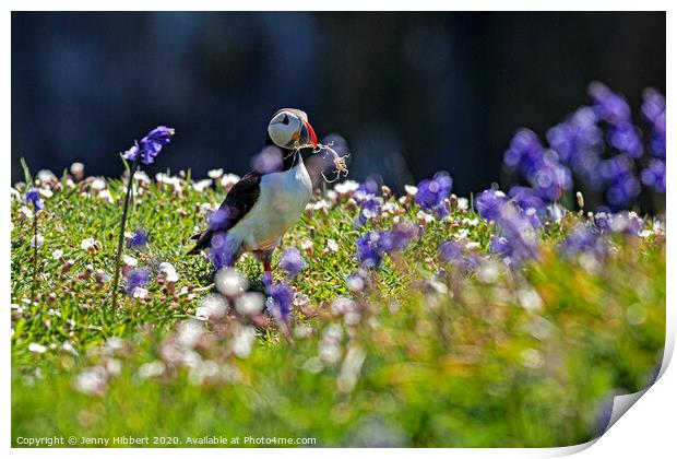Puffin collecting nesting material amongst the bluebells Skomer Island Print by Jenny Hibbert