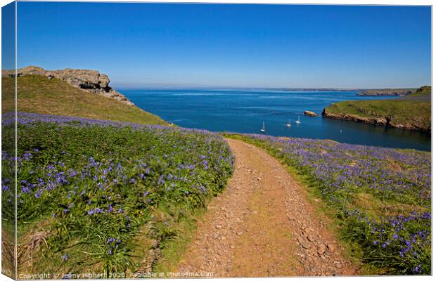 Skomer Island in springtime with the Bluebells out Canvas Print by Jenny Hibbert