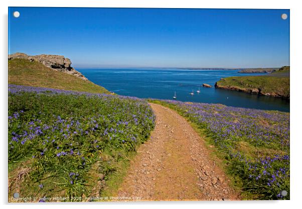 Skomer Island in springtime with the Bluebells out Acrylic by Jenny Hibbert
