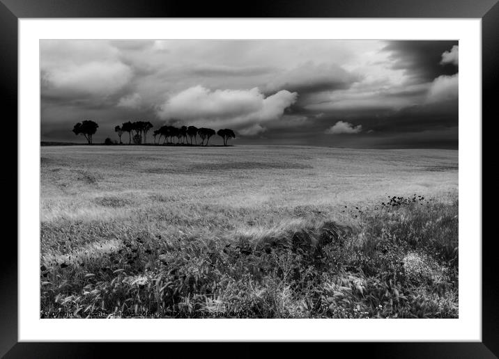 Field with poppies and trees. Black and white Framed Mounted Print by Vicente Sargues