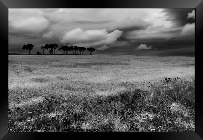Field with poppies and trees. Black and white Framed Print by Vicente Sargues