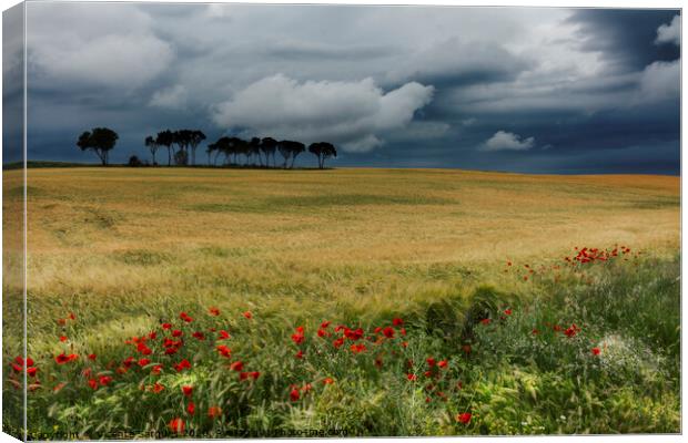 Field with poppies, trees and clouds. Horizontal Canvas Print by Vicente Sargues