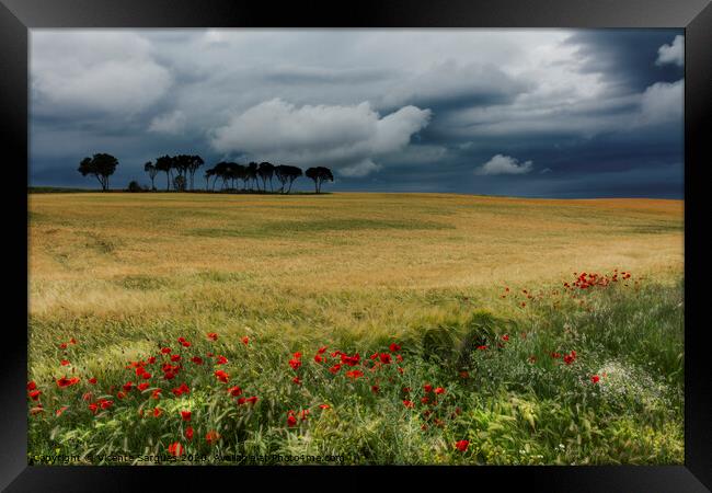 Field with poppies, trees and clouds. Horizontal Framed Print by Vicente Sargues