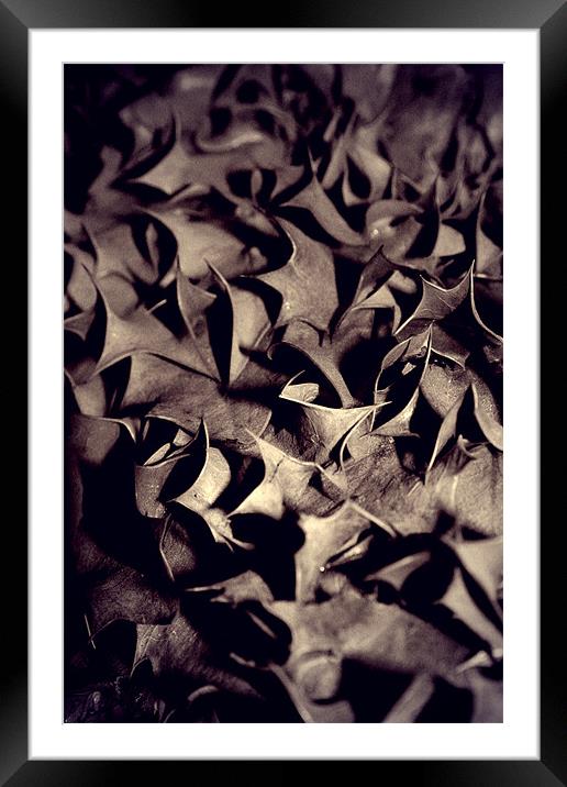 Brown Holly Framed Mounted Print by Dave Livsey