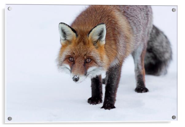 Curious Red Fox in Winter Acrylic by Arterra 