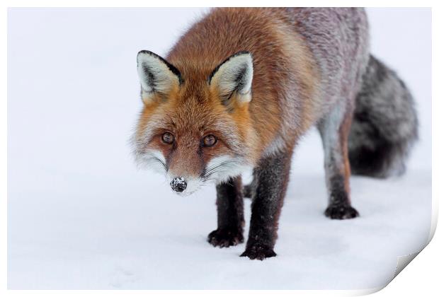 Curious Red Fox in Winter Print by Arterra 