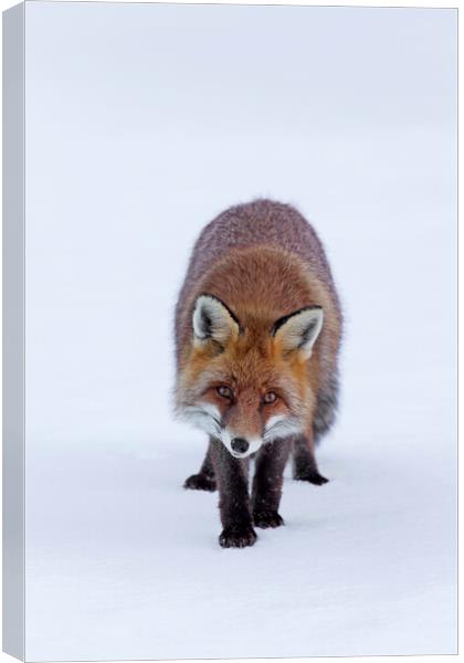 Red Fox in the Snow Canvas Print by Arterra 