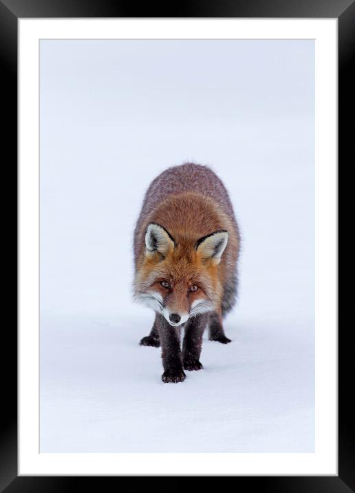 Red Fox in the Snow Framed Mounted Print by Arterra 