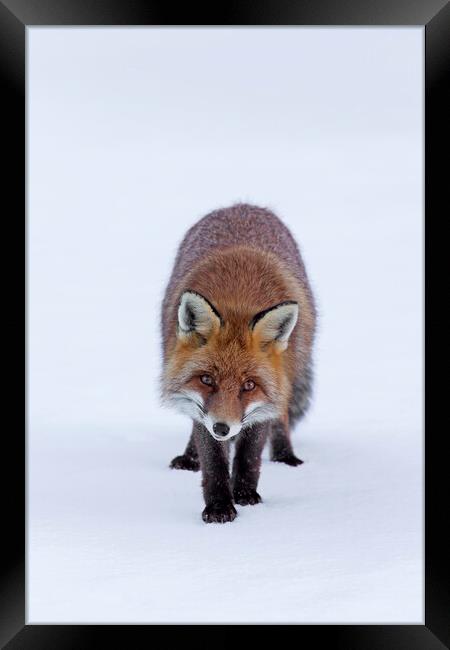 Red Fox in the Snow Framed Print by Arterra 