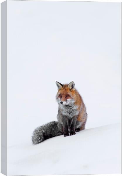 Red Fox Sitting in the Snow Canvas Print by Arterra 