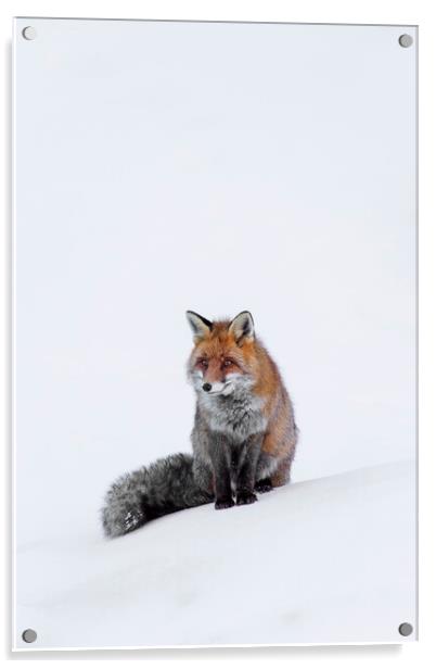 Red Fox Sitting in the Snow Acrylic by Arterra 