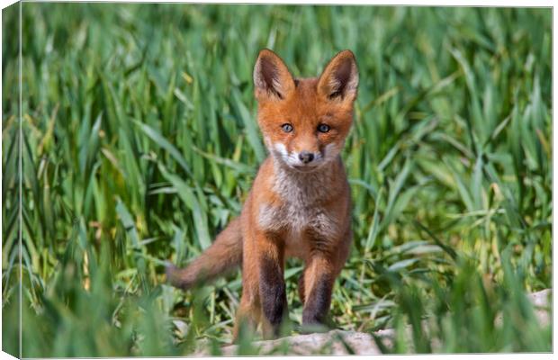 Curious Red Fox Kit Canvas Print by Arterra 