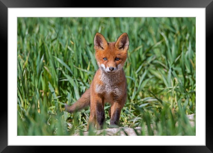 Curious Red Fox Kit Framed Mounted Print by Arterra 