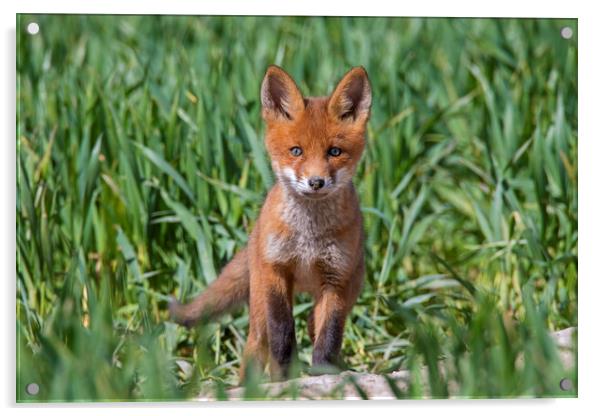 Curious Red Fox Kit Acrylic by Arterra 